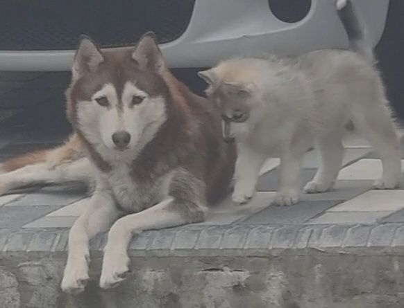 Остаться один мальчик реткого окраса сибирский хаски чистый читайте