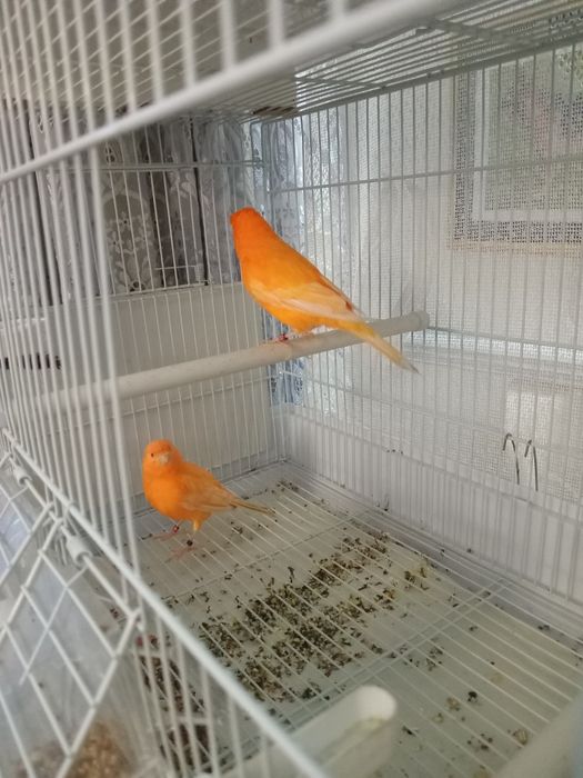 Красные канарейки.