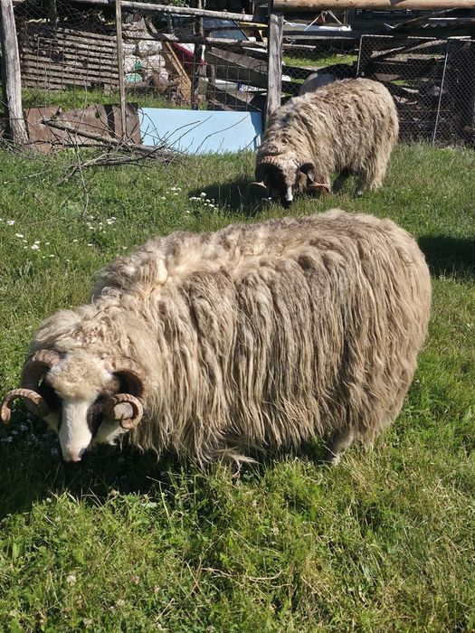 Animale de vânzare