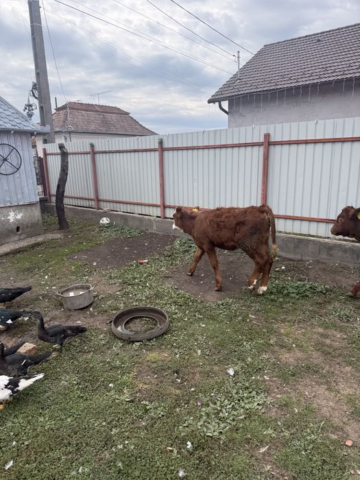 Taur si vitele de vanzare
