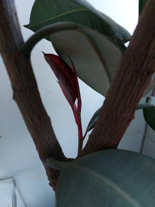 Фикус арзон сотилади