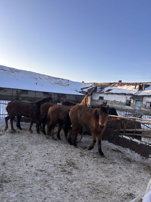 Жылкы бордакы семиз
