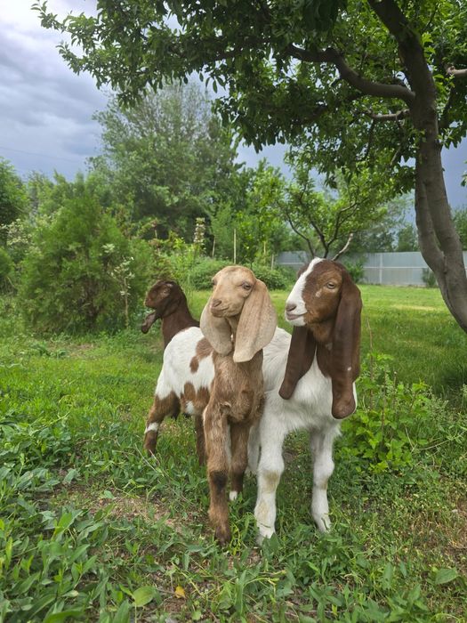 Козочки Камори Биталки!