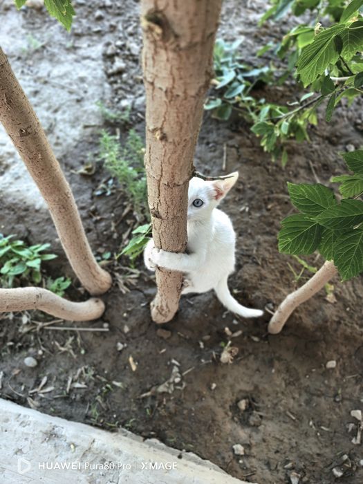 Ұрғашы марғау\котята девочка