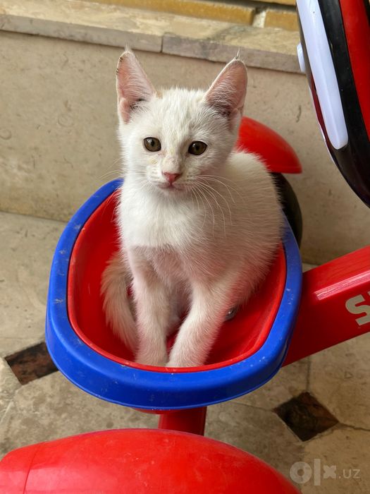 Отдам бесплатно котята
