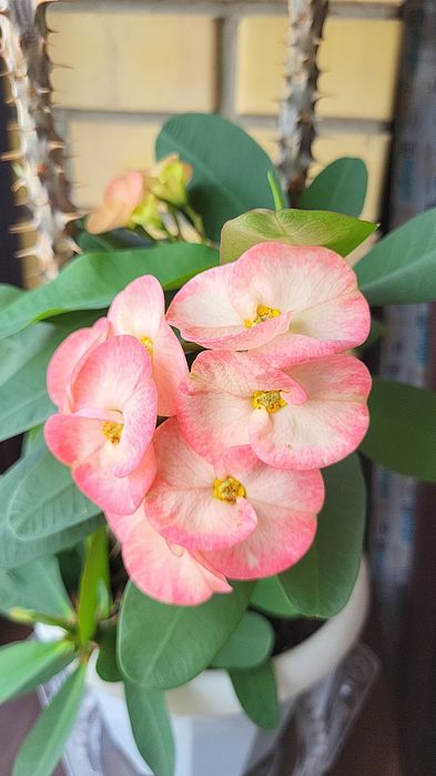 Молочай Миля продам