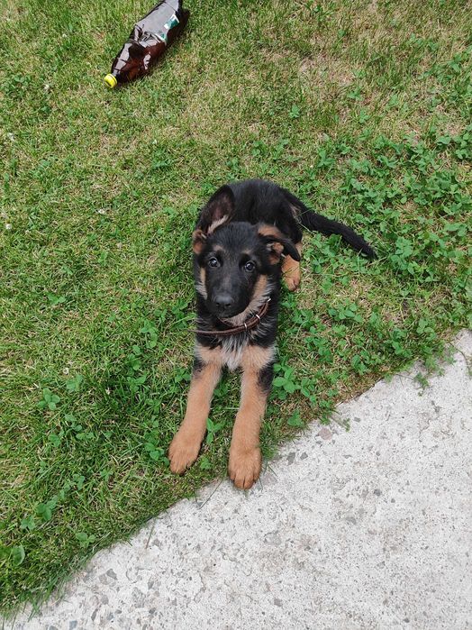 Щенки овчарки продается