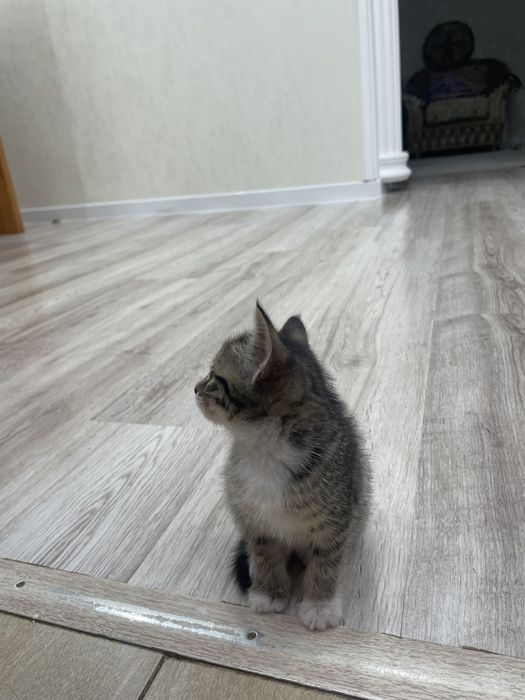 котенок девочка в добрые руки