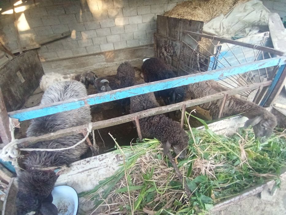 Qôylar sotiladi arzon narxda