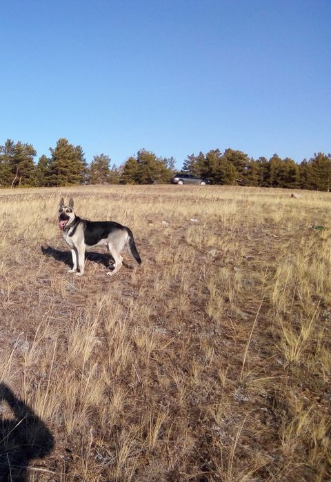 ВЕО породистый...