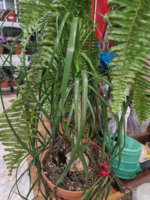 Комнатные растения