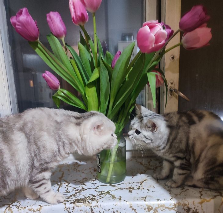 Скоттиш фолд. Кот. Вязка