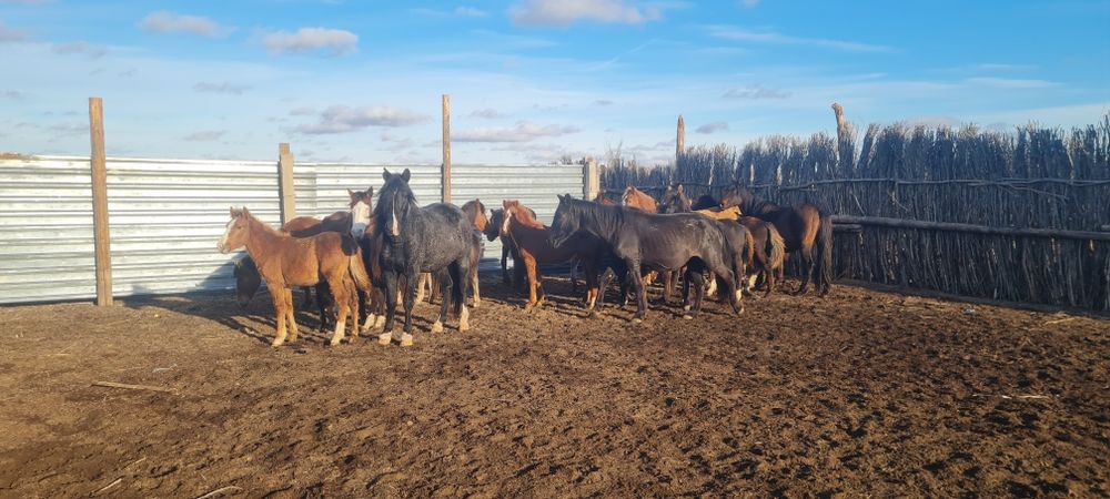 Жылқы сатылады 19бас