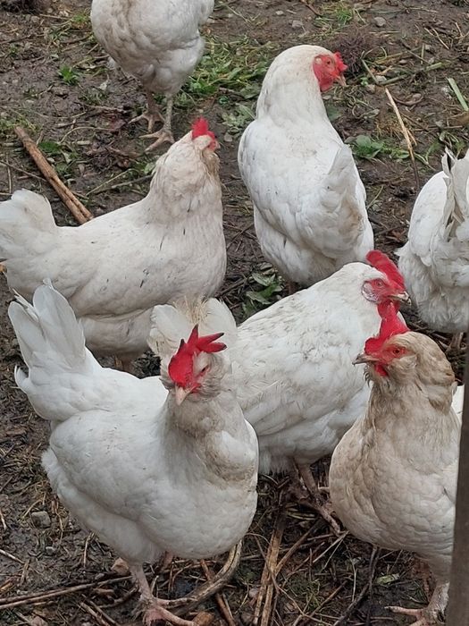 Инкубационное яйцо несушки!