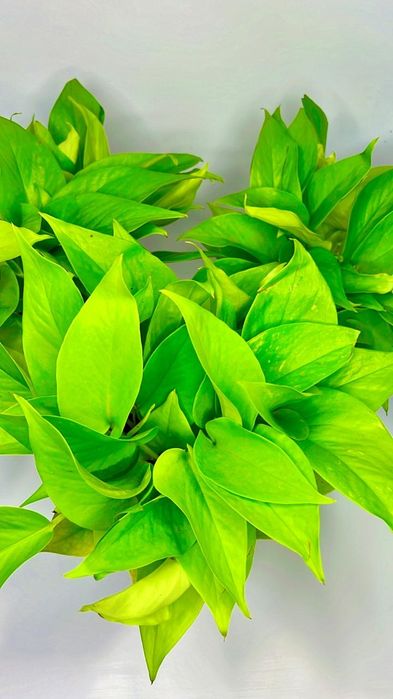 Сциндапсус Энджой,Неон