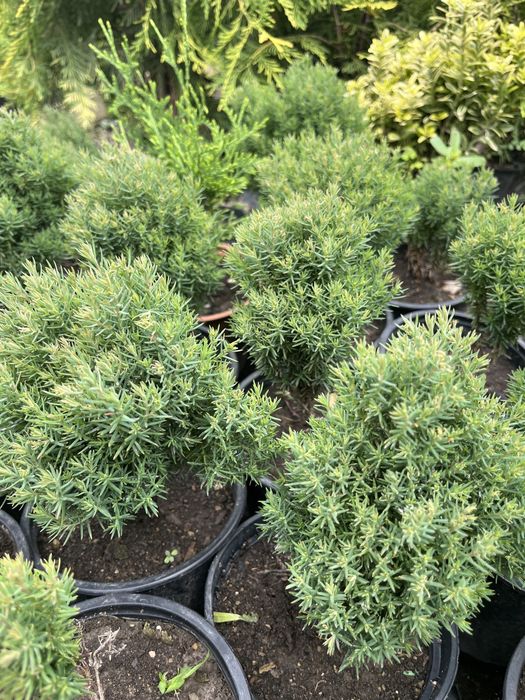 Западна Мини Туя Теди