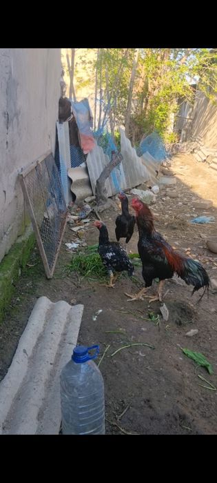 Дакан тухум сотилади зотига жавоб