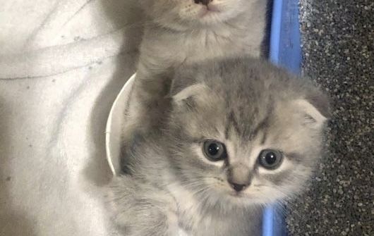 Шотландские котята вислоухие