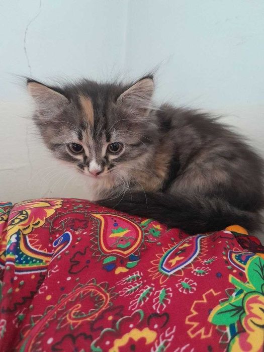 Mushuklar yaxshi oilalara bariladi. Oqilli pishikla