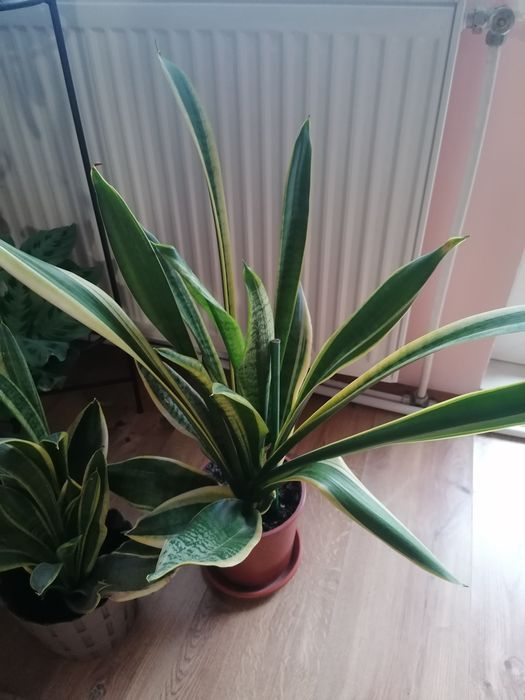 Стайни, саксийни цветя