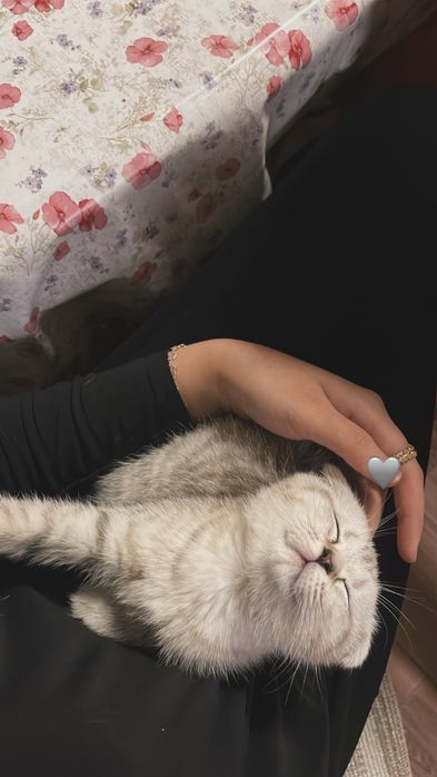 продам котенка в хорошие руки