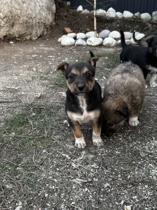 Митисы овчарки, звоните пищите