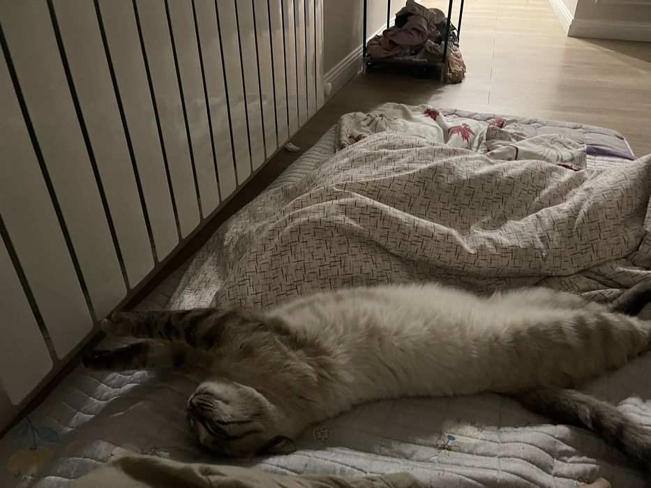 Кот бесплатно отдам в добрые руки