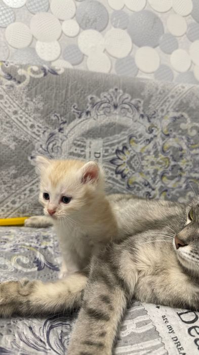 Шотландский котята