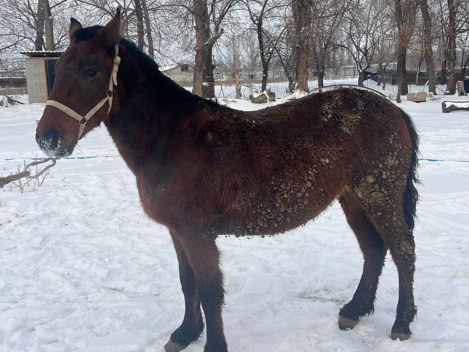 3 жасар буаз байтал сатылады