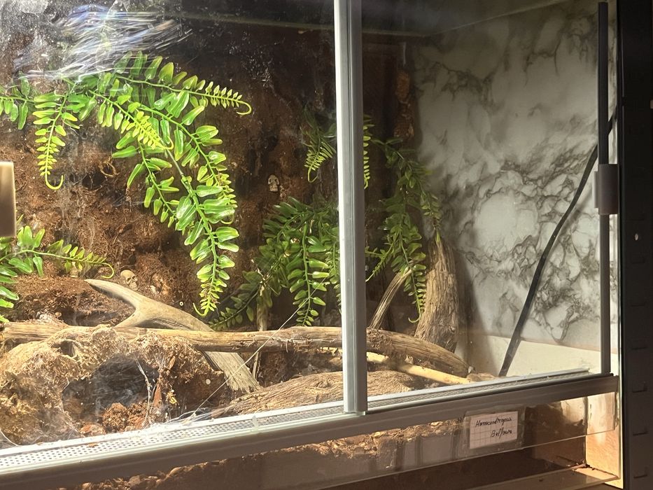 Vand tarantula + terariu