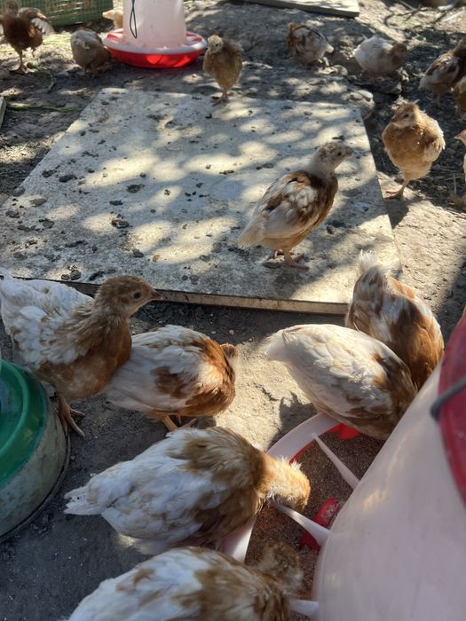 Продам кур несушки