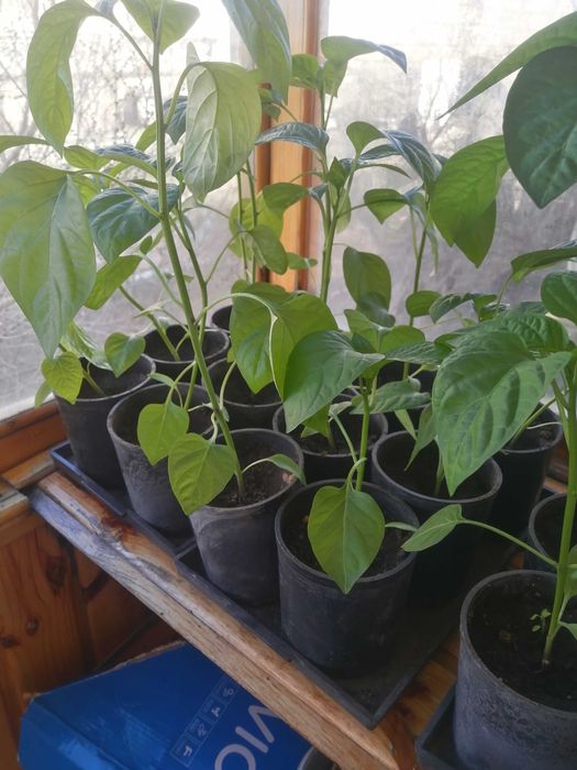 Продам рассаду сладкого перца ,сорт  Падишах.