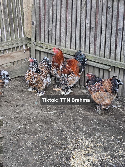 Brahma Portelan oua incubat