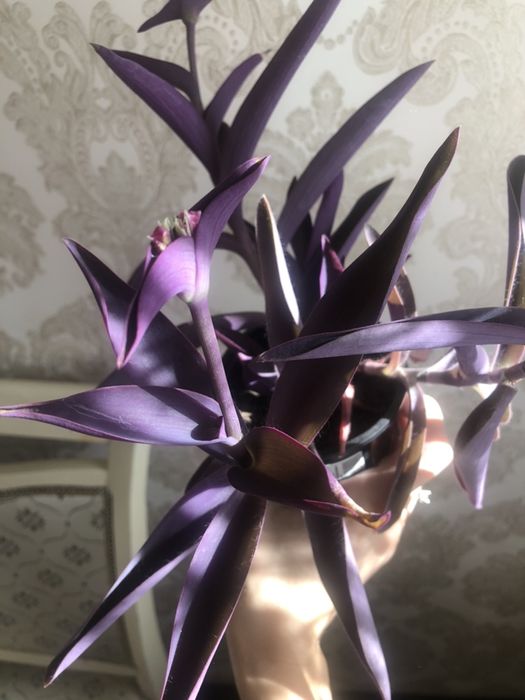 Традесканция,Комнатные цветы