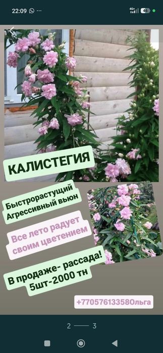 Цветы многолетние для сада.