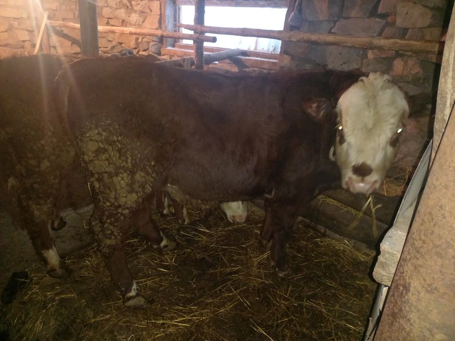 Продам быков подсосные