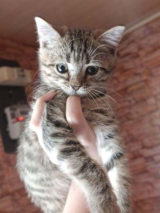 Отдам котят в добрые руки