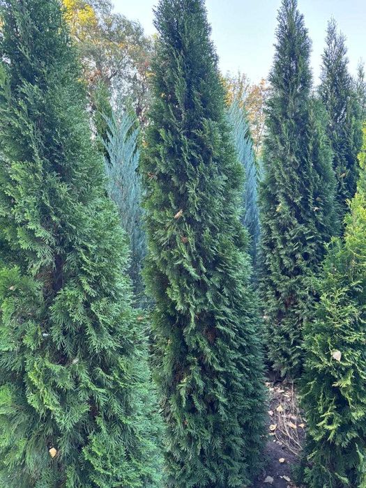 Туя смарагд 1,8-2м.