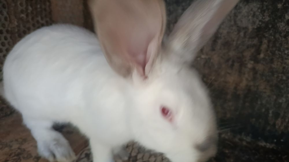 Продаю трёх замечательных кроликов