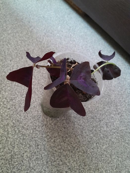 Продаются разные цветы