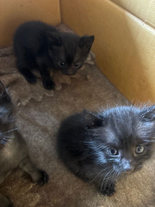 Котята в добрые руки