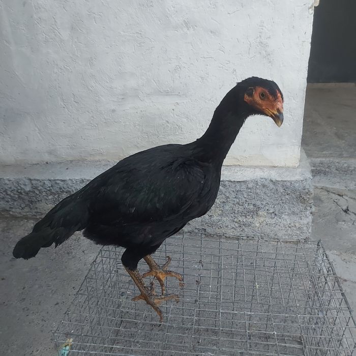 Ветнам ганой  джужа