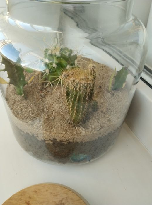 Флорариум с кактусами