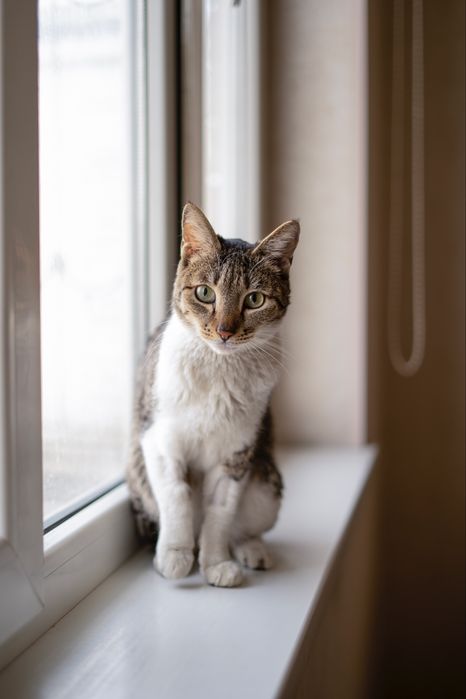 Тоби в поисках дома , Ташкент!