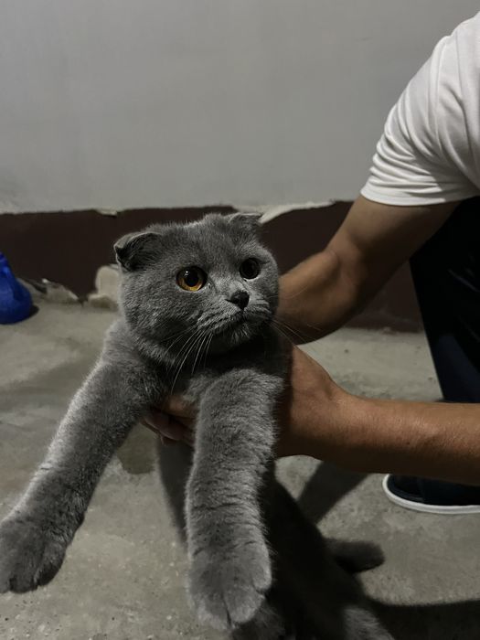 Продаю пародистую кошку