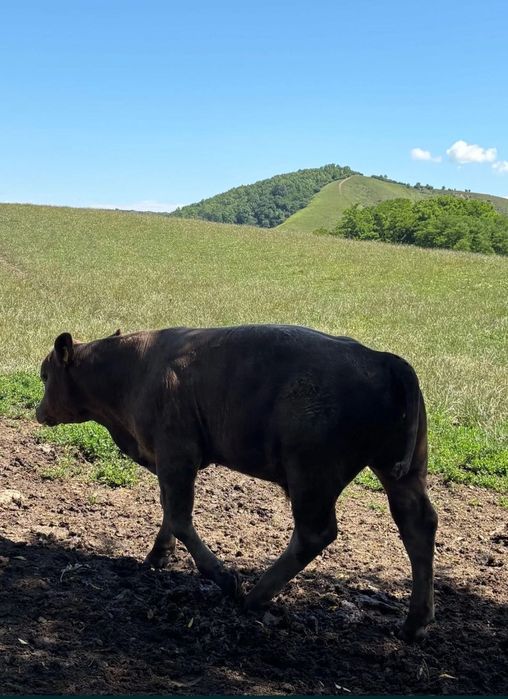 Carne de tăurași