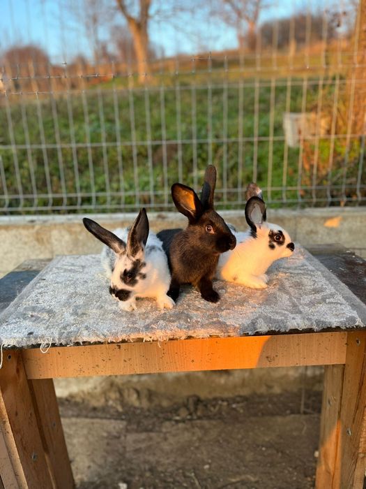 Iepurasi de vanzare !