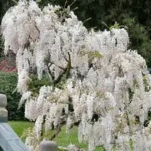 Wisteria (Glicina )