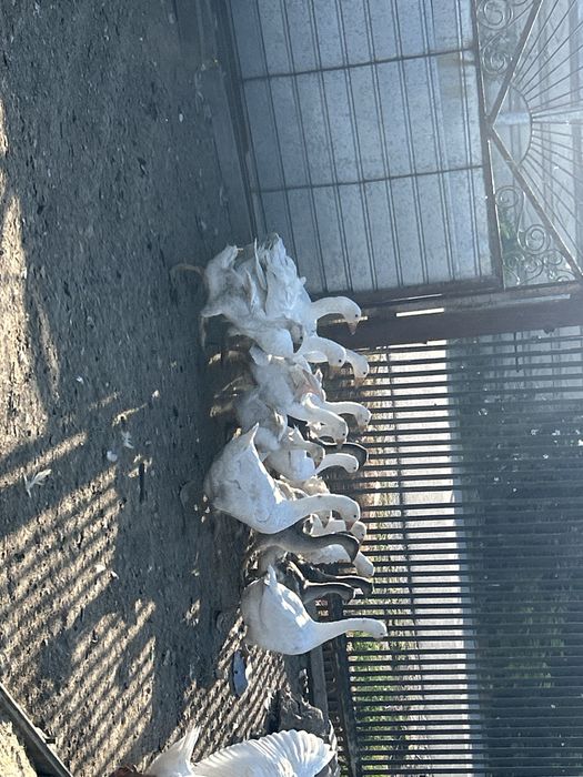 Vand 13 boboci de 2 luni cu 2 gaste . Pret 1150 lei . Si o familie de 3 gaste si un gascan de anul acesta .