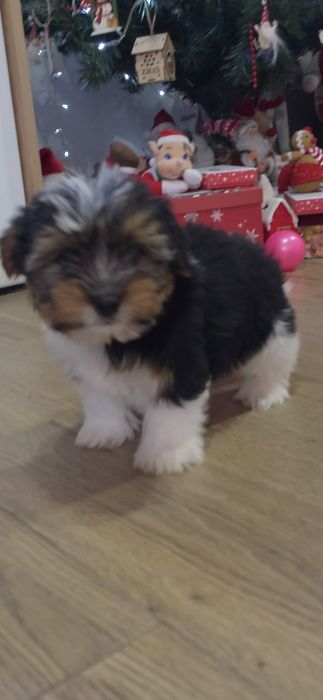 Йорки бивър териер две момчета!